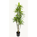Kunstplant Dieffenbachia 160 cm – Real Touch
